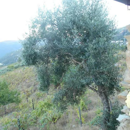 Hébergement de vacances Casa Da Vinha Em - Douro *