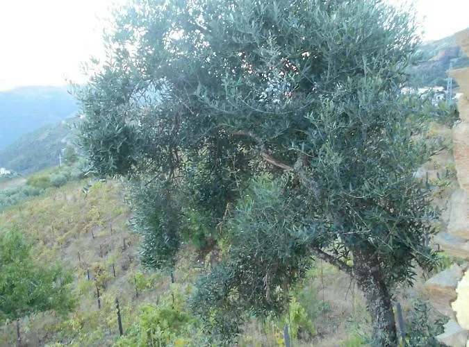 בית נופש Casa Da Vinha Em - Douro *